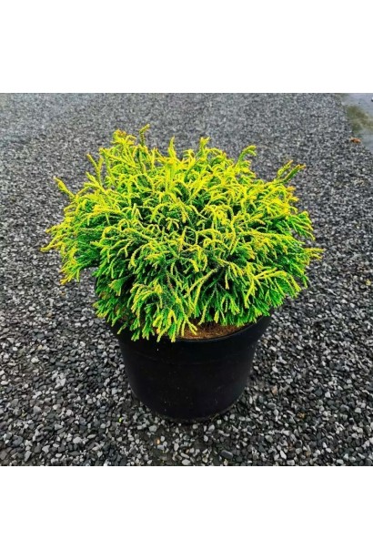 Кипарисовик туполистий Гітте опис